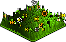 Petal Patch Habbo Origins rare