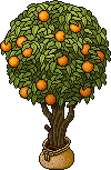 Sacked Orange Tree Habbo Origins rare